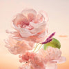 Comme Une Evidence Giftset